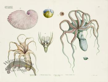 Goldfuss Octopus and Nautilus